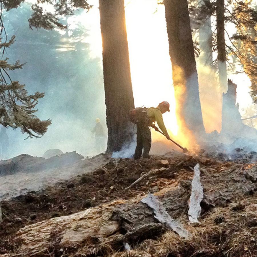 Firefighters suppressing flames in burned forest