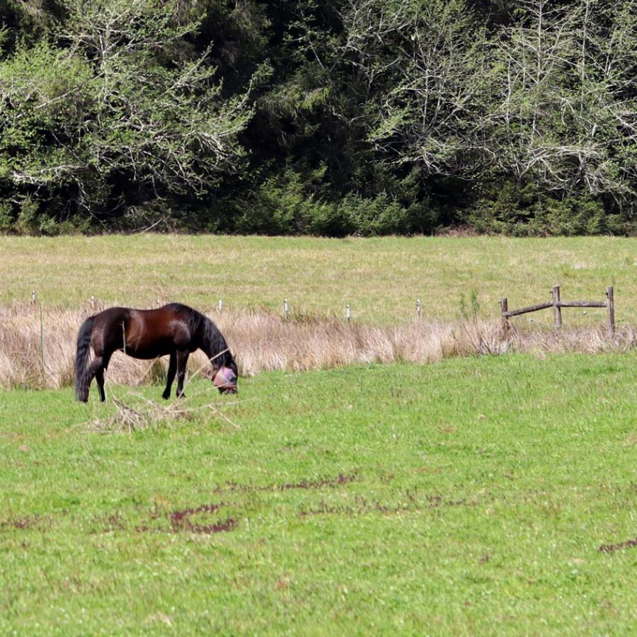 Horse grazing in a pasture