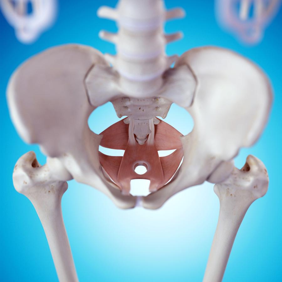 Skeleton model showing pelvic floor