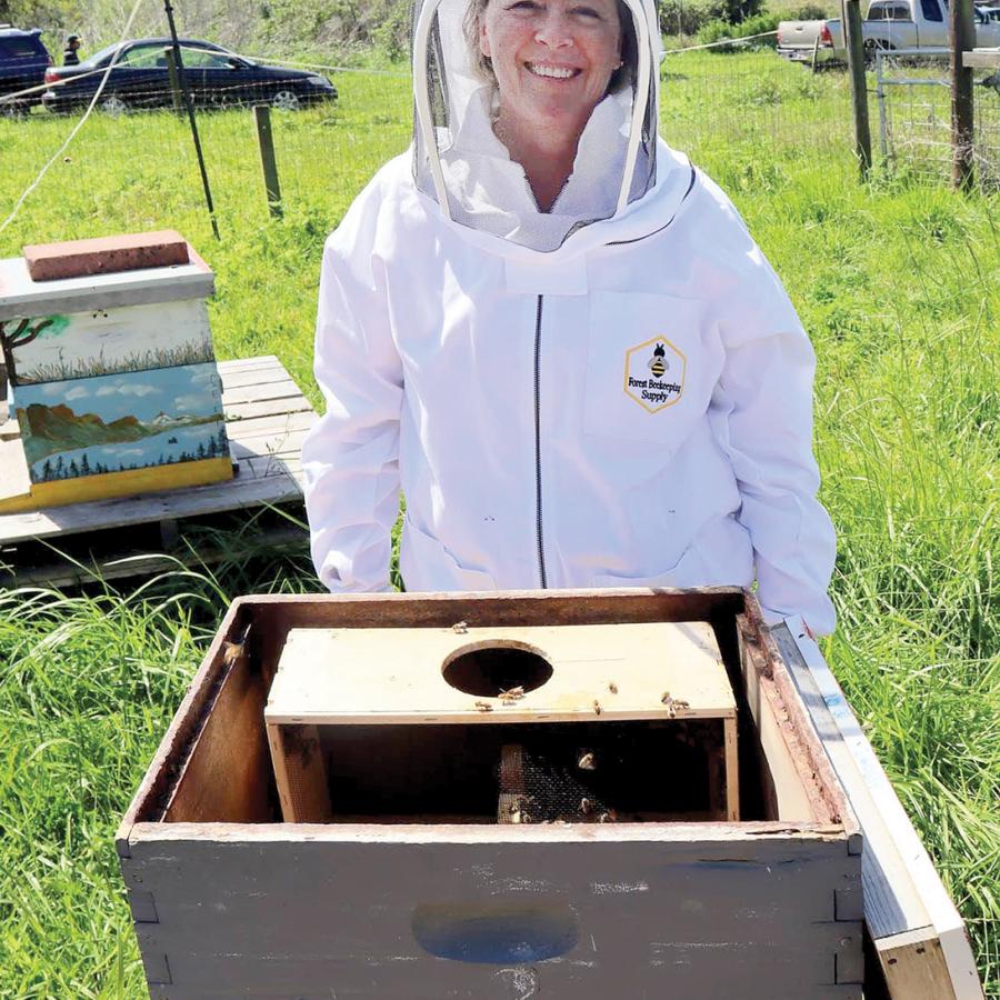 Beekeeper in uniform, installing new bees in her hive