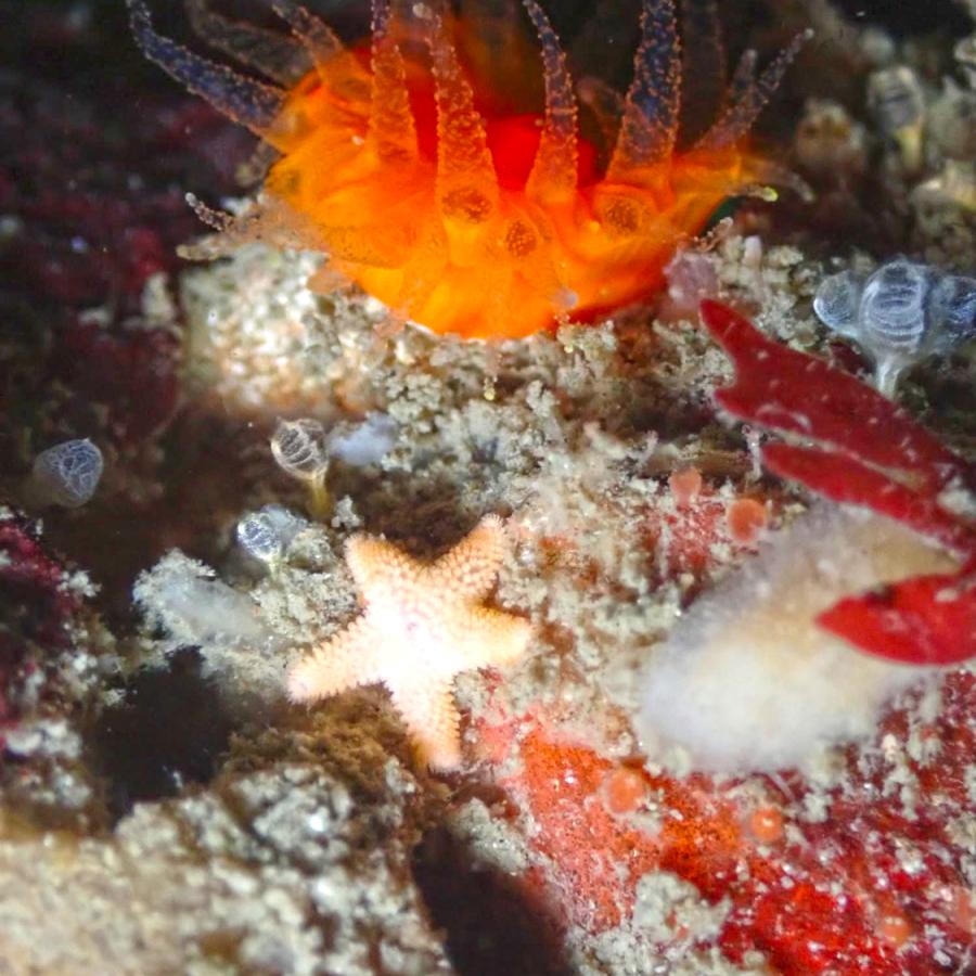 Tidepool with anenomes and seastars