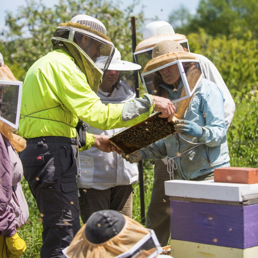 Beekeepers inspecting hives