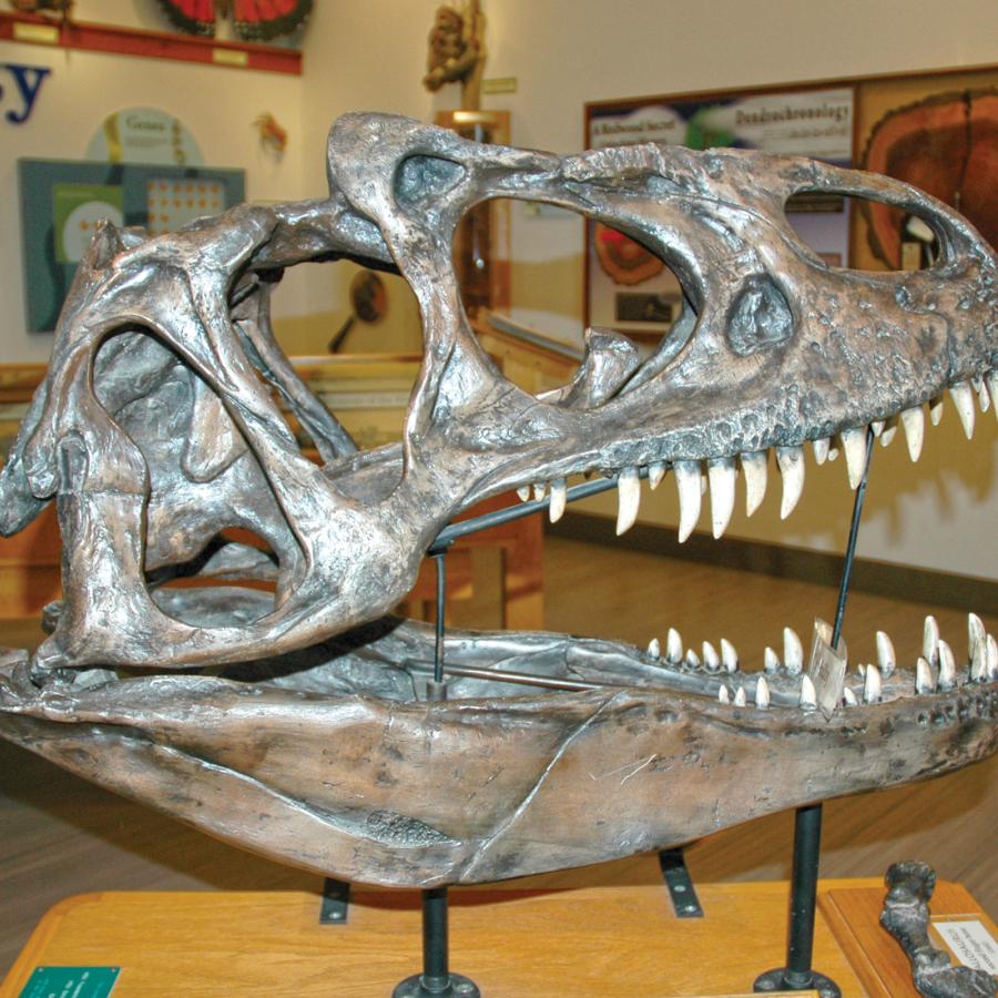 Dinosaur skull model at Natural History Museum