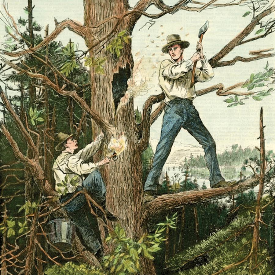 Vintage image of two men extracting honey from a tree bee nest Vintage image of two men extracting honey from a tree bee nest