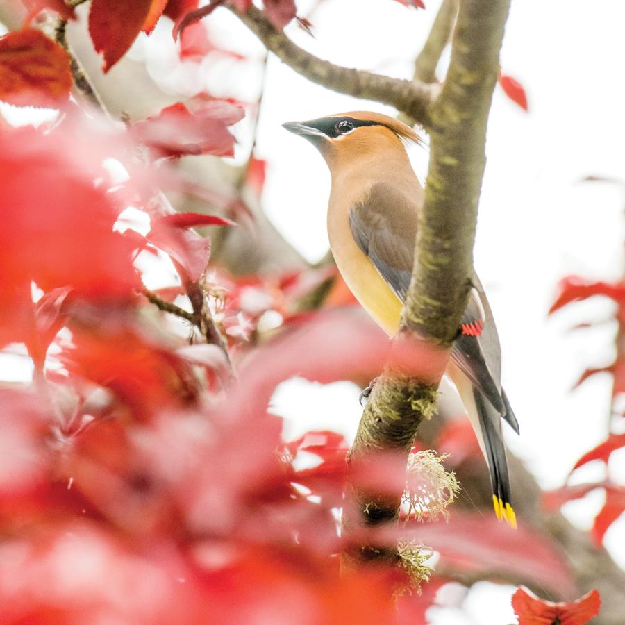 Cedar waxwing in tree Cedar waxwing in tree