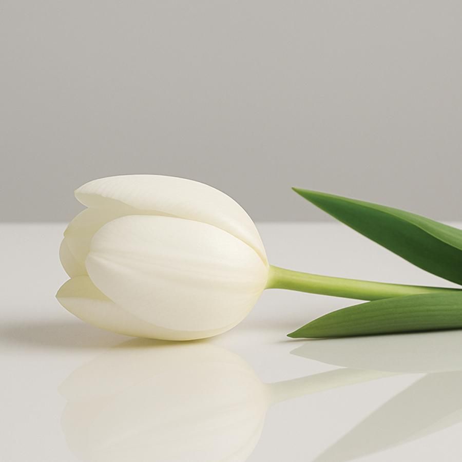 white tulip lying on white table white tulip lying on white table