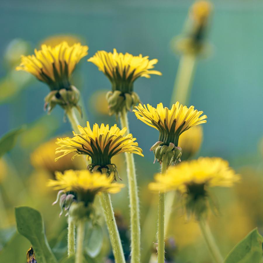 Dandelion flowers Dandelion flowers