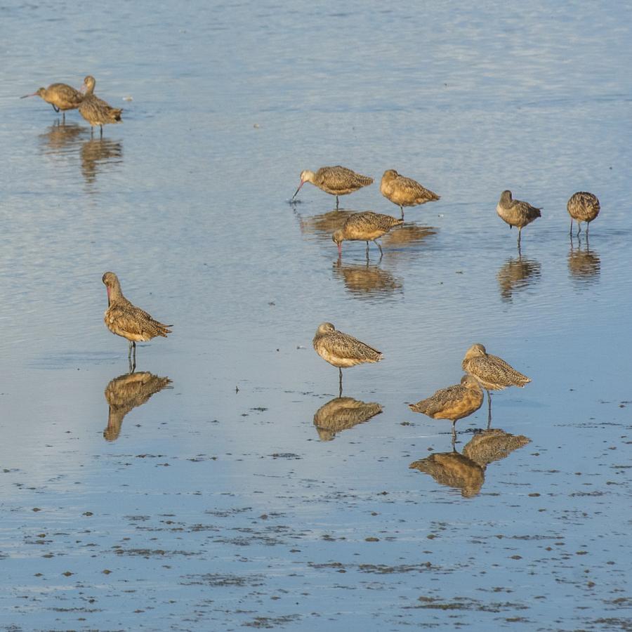 Water birds in bay waters Water birds in bay waters