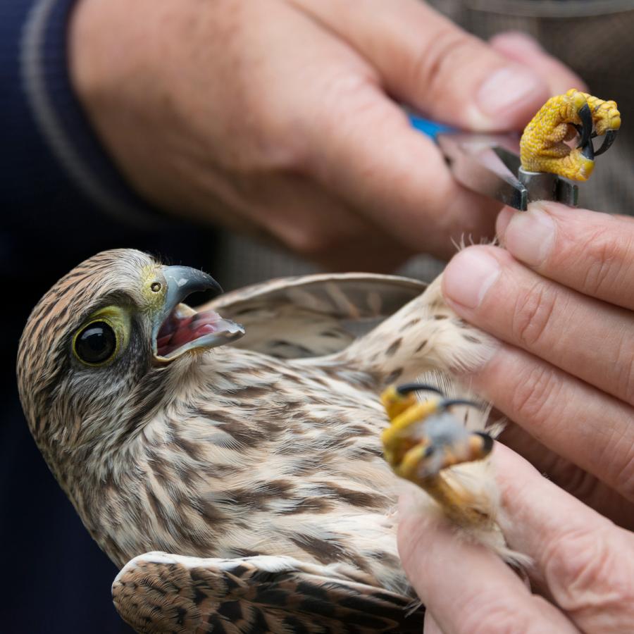Common kestrel getting banded by scientist Common kestrel getting banded by scientist