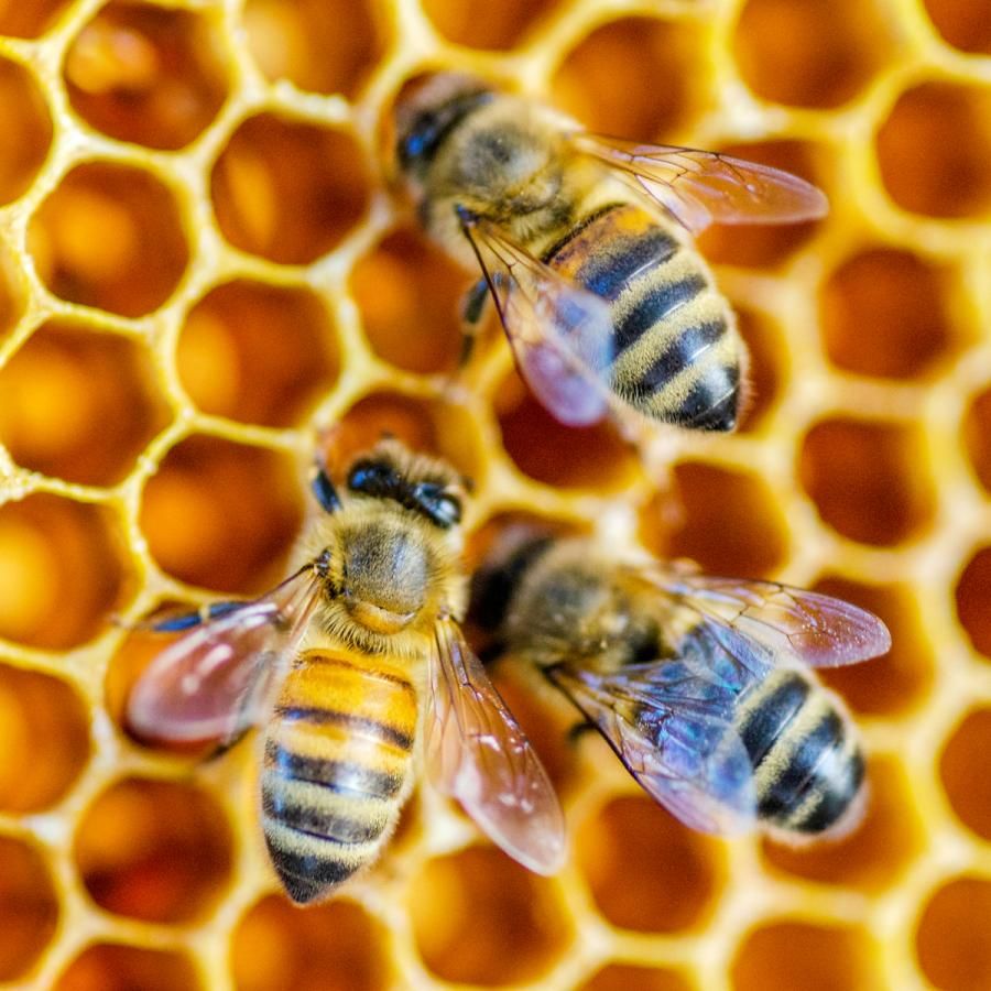 Close up of three honeybees in a hive Close up of three honeybees in a hive
