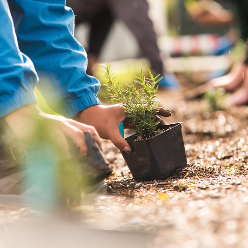 Planting trees