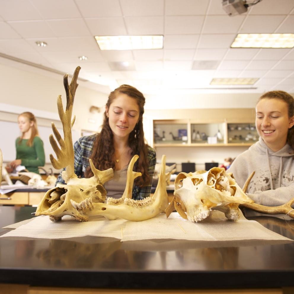 image of student in a lab with many fossils