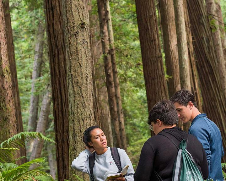 Among Giants Students in Forest