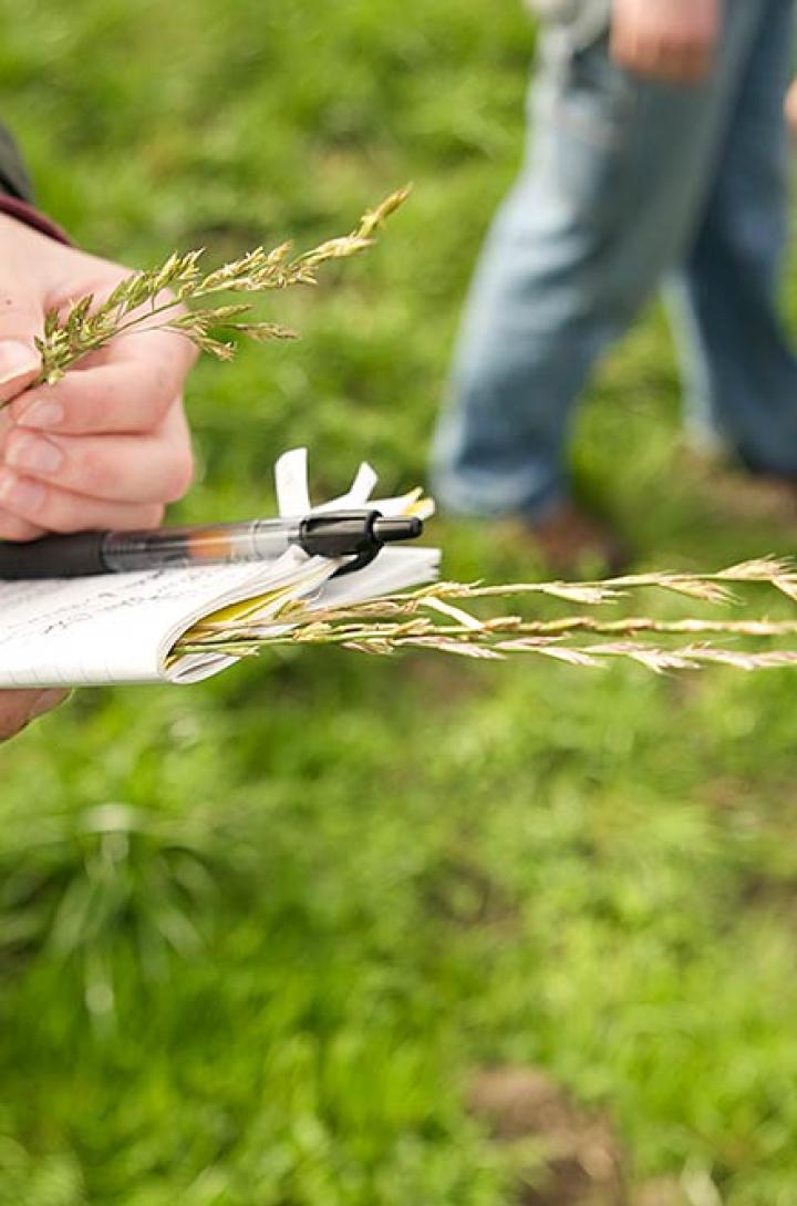 Rangeland student studying grass