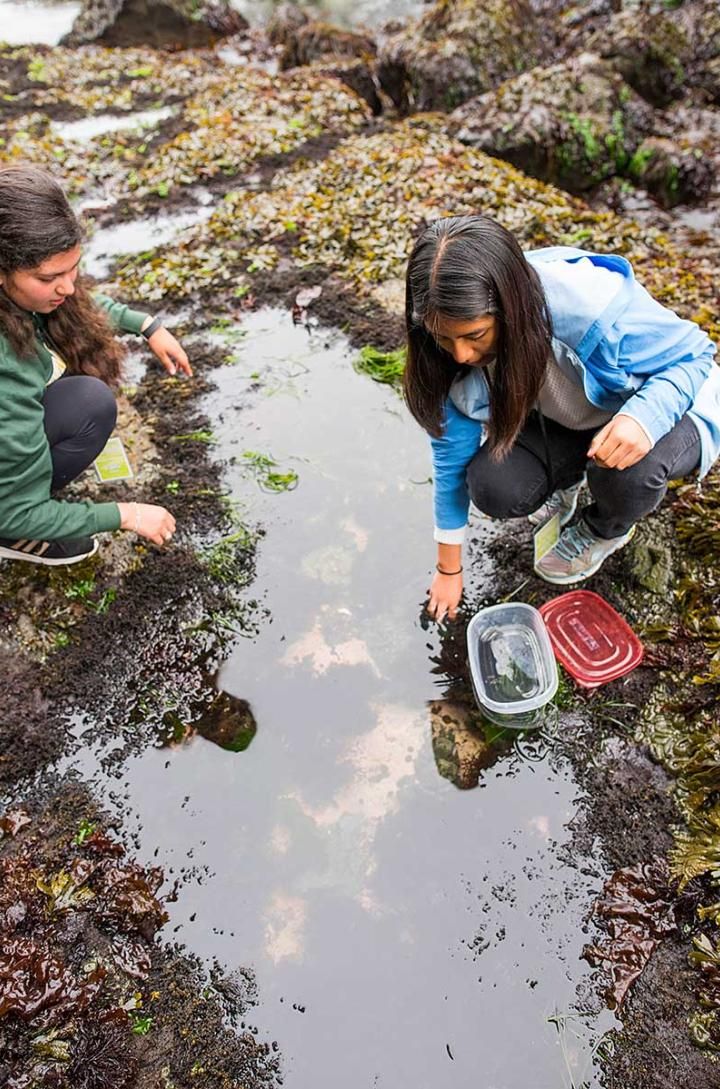 Rising Tides student tide pooling