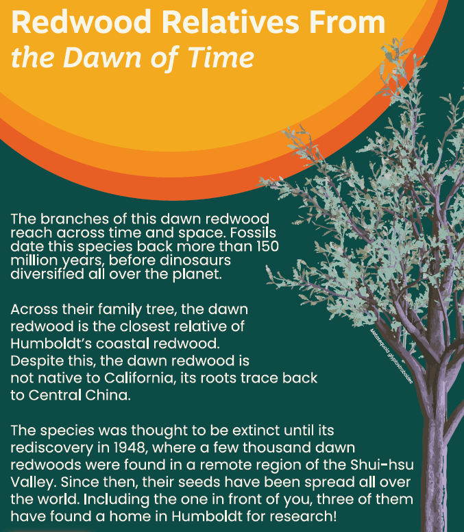 Poster describing the dawn redwood, a tree planted on campus that is endemic to China but its fossils date back more than 150 million years