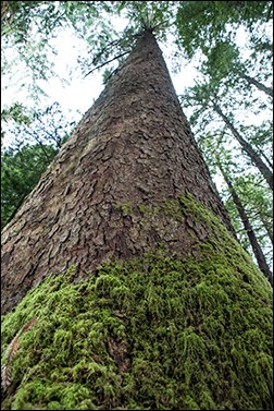 Photo of the Sitka spruce on the eastern border of campus that is the largest tree on any campus in the world