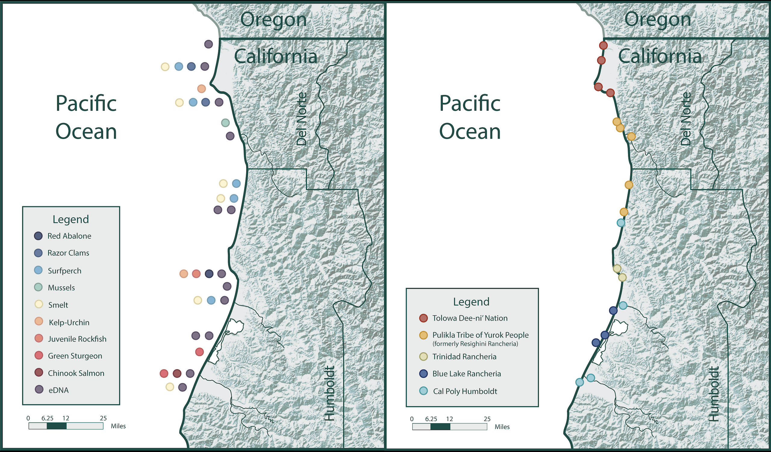 Map of the North Coast Tribal Fisheries Collaborative Partners and a Map of all sample sites organized by what species each partner samples for the species are red abalone, Razor clams, surfperch, Musscles, smelt, kelp, urchins, juvenile rockfish, green sturgeon, chinook salmon, and eDNA. 