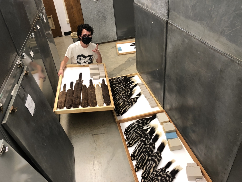 Museum student Tegan Alberts curating weasels and skunks. 