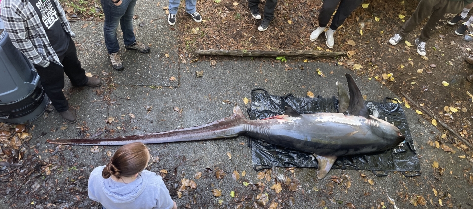 Students looking at dead shark