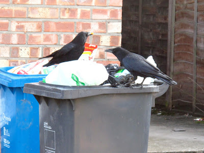 Crow in trash pile